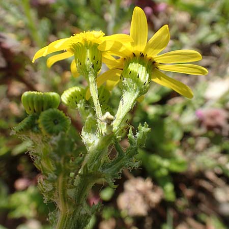 Senecio vernalis \ Fr�hlings-Greiskraut / Eastern Groundsel, D Mannheim 4.4.2020