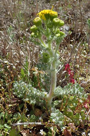 Senecio vernalis, Eastern Groundsel