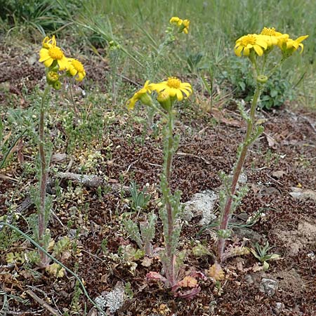 Senecio vernalis \ Fr�hlings-Greiskraut / Eastern Groundsel, D Rheinhessen, Flonheim 2.4.2021