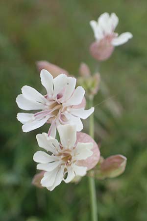 Silene vulgaris subsp. vulgaris, Bladder Campion