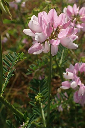 Securigera varia, Purple Crownvetch