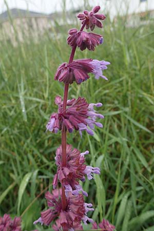 Salvia verticillata \ Quirl-Salbei / Whorled Sage, D Sandhausen 24.6.2021