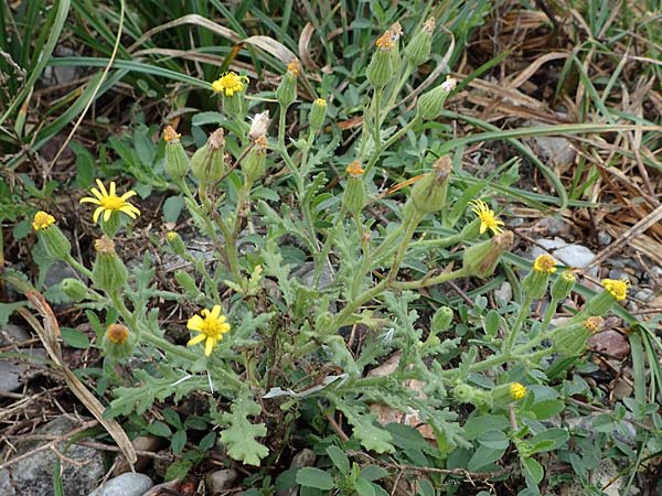 Senecio viscosus \ Klebriges Greiskraut / Sticky Groundsel, D Hohwacht 17.9.2021