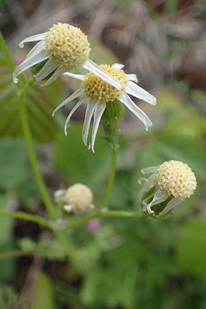 Senecio vernalis \ Fr�hlings-Greiskraut / Eastern Groundsel, D Mannheim 24.4.2022