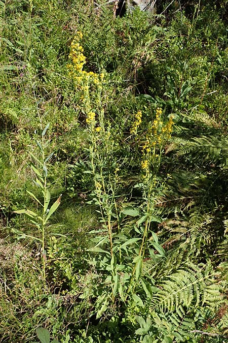 Solidago virgaurea \ Gew�hnliche Goldrute, Echte Goldrute / Goldenrod, D Schwarzwald/Black-Forest, Hornisgrinde 28.7.2022