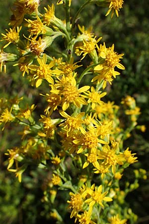 Solidago virgaurea \ Gew�hnliche Goldrute, Echte Goldrute / Goldenrod, D Schwarzwald/Black-Forest, Hornisgrinde 28.7.2022
