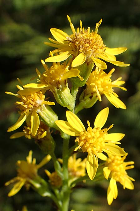 Solidago virgaurea \ Gew�hnliche Goldrute, Echte Goldrute / Goldenrod, D Schwarzwald/Black-Forest, Hornisgrinde 28.7.2022