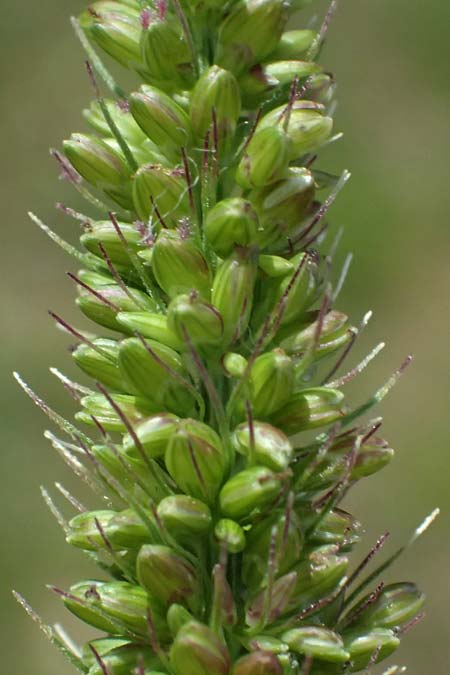Setaria verticillata \ Kletten-Borstenhirse, Quirlige Borstenhirse, D Heidelberg 12.8.2023