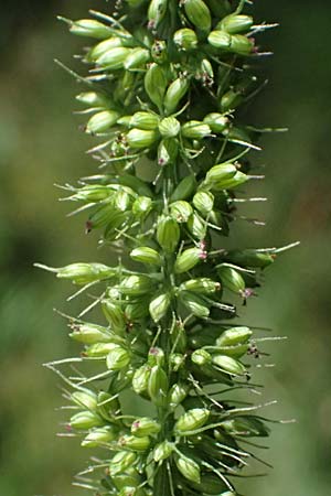 Setaria verticillata \ Kletten-Borstenhirse, Quirlige Borstenhirse, D Hemsbach 31.8.2024