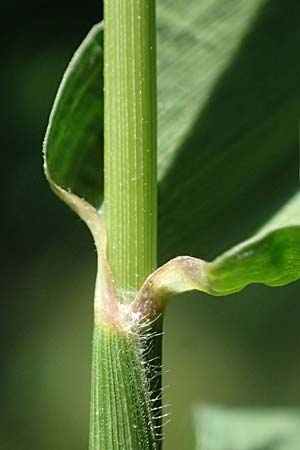 Setaria verticillata \ Kletten-Borstenhirse, Quirlige Borstenhirse, D Hemsbach 31.8.2024