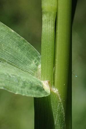 Setaria verticillata \ Kletten-Borstenhirse, Quirlige Borstenhirse, D Hemsbach 31.8.2024