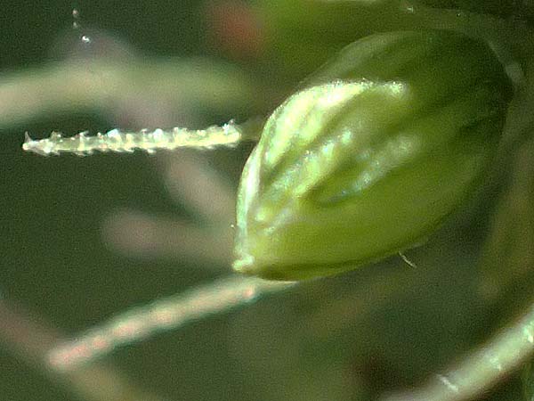 Setaria verticillata \ Kletten-Borstenhirse, Quirlige Borstenhirse, D Hemsbach 31.8.2024