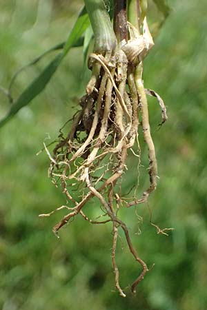 Setaria verticillata \ Kletten-Borstenhirse, Quirlige Borstenhirse, D Hemsbach 31.8.2024