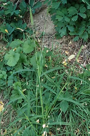 Setaria verticillata \ Kletten-Borstenhirse, Quirlige Borstenhirse, D Hemsbach 2.9.2024