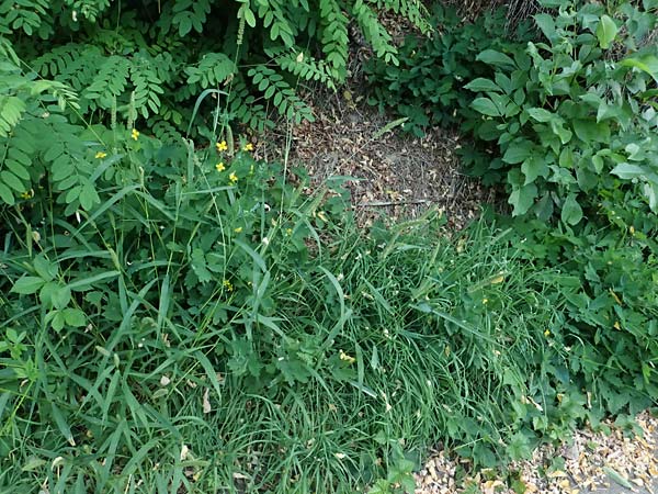Setaria verticillata \ Kletten-Borstenhirse, Quirlige Borstenhirse, D Hemsbach 2.9.2024