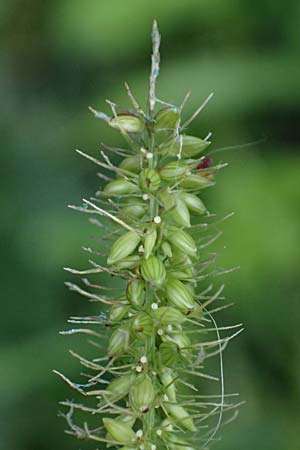 Setaria verticillata \ Kletten-Borstenhirse, Quirlige Borstenhirse, D Mannheim 14.9.2025