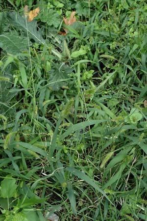 Setaria verticillata \ Kletten-Borstenhirse, Quirlige Borstenhirse, D Mannheim 14.9.2025
