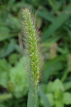 Setaria verticillata \ Kletten-Borstenhirse, Quirlige Borstenhirse, D Mannheim 14.9.2025