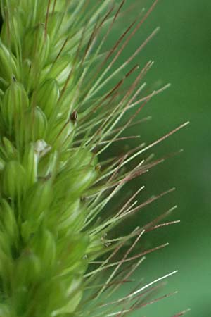 Setaria verticillata \ Kletten-Borstenhirse, Quirlige Borstenhirse, D Mannheim 14.9.2025