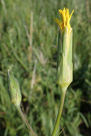 Scorzonera hispanica \ Garten-Schwarzwurzel, Spanische Schwarzwurzel, D Th&uuml;ringen, K&ouml;lleda 9.6.2022
