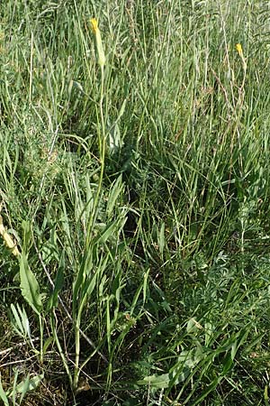 Scorzonera hispanica \ Garten-Schwarzwurzel, Spanische Schwarzwurzel, D Th&uuml;ringen, K&ouml;lleda 9.6.2022