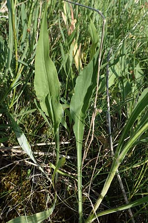 Scorzonera hispanica, Spanish Viper's Grass, Black Salsify