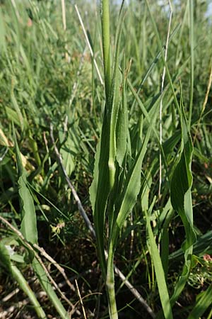 Scorzonera hispanica \ Garten-Schwarzwurzel, Spanische Schwarzwurzel, D Th&uuml;ringen, K&ouml;lleda 9.6.2022