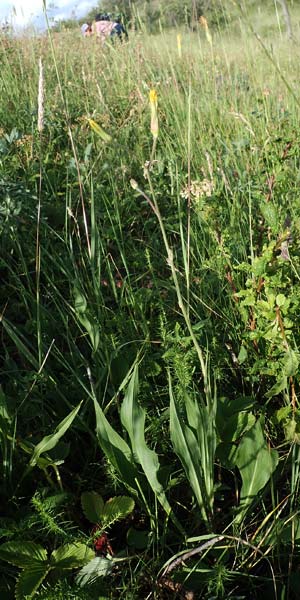 Scorzonera hispanica \ Garten-Schwarzwurzel, Spanische Schwarzwurzel, D Th&uuml;ringen, K&ouml;lleda 9.6.2022