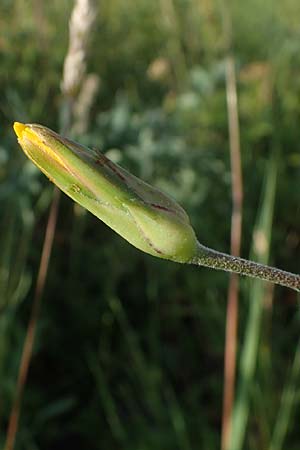 Scorzonera hispanica \ Garten-Schwarzwurzel, Spanische Schwarzwurzel, D Th&uuml;ringen, K&ouml;lleda 9.6.2022