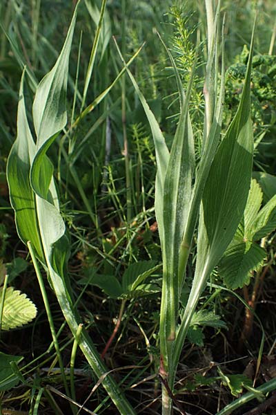 Scorzonera hispanica \ Garten-Schwarzwurzel, Spanische Schwarzwurzel, D Th&uuml;ringen, K&ouml;lleda 9.6.2022