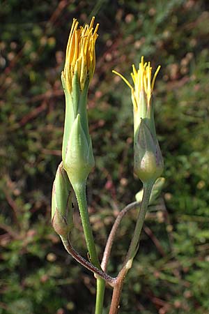 Scorzonera hispanica \ Garten-Schwarzwurzel, Spanische Schwarzwurzel, D Th&uuml;ringen, K&ouml;lleda 9.6.2022