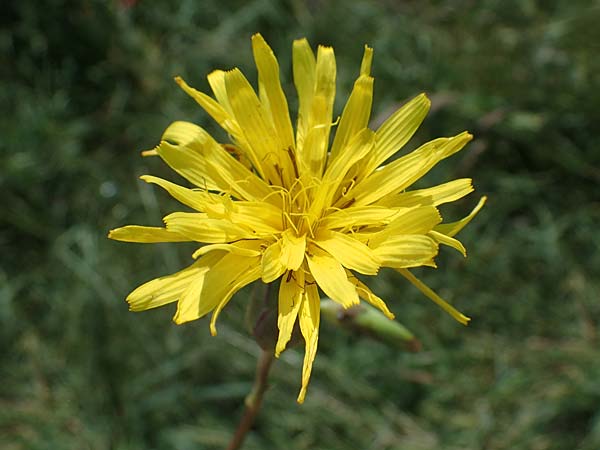 Scorzonera hispanica \ Garten-Schwarzwurzel, Spanische Schwarzwurzel, D Th&uuml;ringen, K&ouml;lleda 10.6.2022