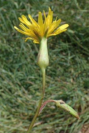 Scorzonera hispanica, Spanish Viper's Grass, Black Salsify