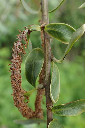 Salix alba \ Silber-Weide / White Willow, D Wagh&auml;usel 11.5.2023