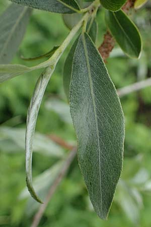 Salix alba \ Silber-Weide / White Willow, D Wagh&auml;usel 11.5.2023