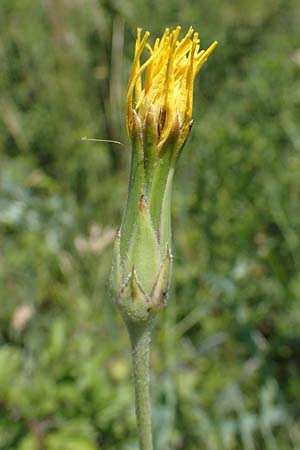 Scorzonera hispanica \ Garten-Schwarzwurzel, Spanische Schwarzwurzel, D Th&uuml;ringen, Hemleben 12.6.2023