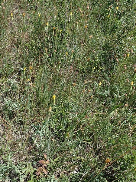 Scorzonera hispanica \ Garten-Schwarzwurzel, Spanische Schwarzwurzel, D Th&uuml;ringen, Hemleben 12.6.2023