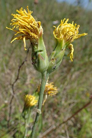 Scorzonera hispanica \ Garten-Schwarzwurzel, Spanische Schwarzwurzel, D Th&uuml;ringen, Hemleben 12.6.2023