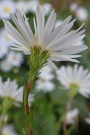 Symphyotrichum x salignum \ Weidenbl�ttrige Herbst-Aster / Glaucous Michaelmas Daisy, Smooth Blue Aster, D Mannheim,  Friesenheimer Insel 3.10.2017