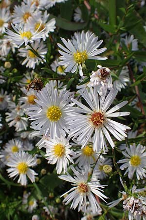Symphyotrichum x salignum \ Weidenbl�ttrige Herbst-Aster / Glaucous Michaelmas Daisy, Smooth Blue Aster, D Mannheim,  Friesenheimer Insel 3.10.2017