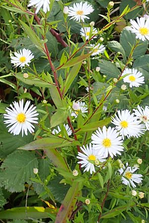 Symphyotrichum x salignum \ Weidenbl�ttrige Herbst-Aster / Glaucous Michaelmas Daisy, Smooth Blue Aster, D Mannheim,  Friesenheimer Insel 3.10.2017