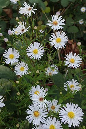 Symphyotrichum x salignum \ Weidenbl�ttrige Herbst-Aster / Glaucous Michaelmas Daisy, Smooth Blue Aster, D Mannheim,  Friesenheimer Insel 3.10.2017