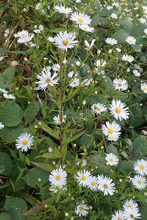 Symphyotrichum x salignum \ Weidenbl�ttrige Herbst-Aster / Glaucous Michaelmas Daisy, Smooth Blue Aster, D Mannheim,  Friesenheimer Insel 3.10.2017