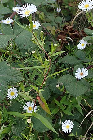 Symphyotrichum x salignum \ Weidenbl�ttrige Herbst-Aster / Glaucous Michaelmas Daisy, Smooth Blue Aster, D Mannheim,  Friesenheimer Insel 3.10.2017