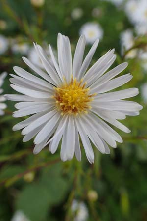 Symphyotrichum x salignum \ Weidenbl�ttrige Herbst-Aster / Glaucous Michaelmas Daisy, Smooth Blue Aster, D Mannheim,  Friesenheimer Insel 3.10.2017