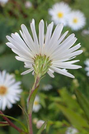 Symphyotrichum x salignum \ Weidenbl�ttrige Herbst-Aster / Glaucous Michaelmas Daisy, Smooth Blue Aster, D Mannheim,  Friesenheimer Insel 3.10.2017