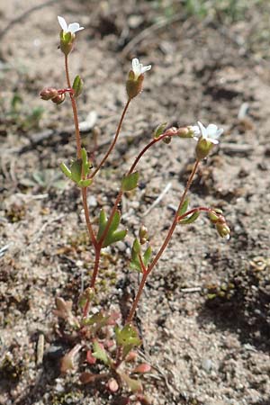 Saxifraga tridactylites, Rue-Leaved Saxifrage