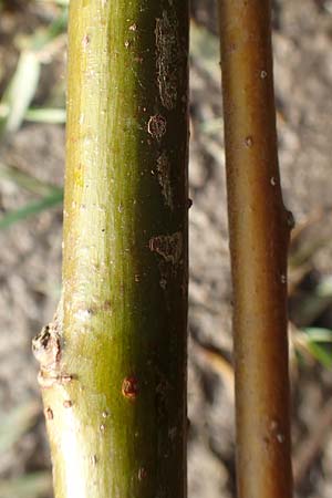 Salix alba \ Silber-Weide / White Willow, D Mannheim 30.1.2020