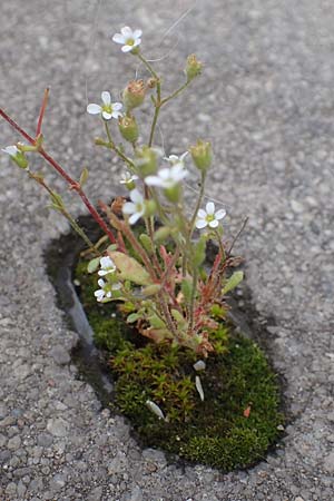 Saxifraga tridactylites, Rue-Leaved Saxifrage
