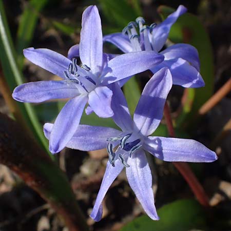 Scilla bifolia x luciliae x siehei \ Hybrid-Scilla / Hybrid Scilla, D Ludwigshafen 9.3.2022